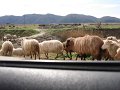 Albania_-_On_The_Road_197