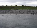 ArGeNtInA_-_UsHuAiA_-_TiErRa_DeL_FuEgO_106