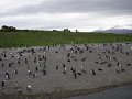 ArGeNtInA_-_UsHuAiA_-_TiErRa_DeL_FuEgO_80