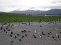 ArGeNtInA_-_UsHuAiA_-_TiErRa_DeL_FuEgO_95