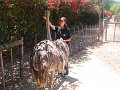 South_Africa_-_Oudtshoorn_51