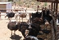 South_Africa_-_Oudtshoorn_58