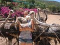 South_Africa_-_Oudtshoorn_64