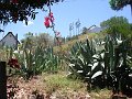 South_Africa_-_Oudtshoorn_67